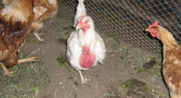 Jak se rychle zbavit peřížravosti u kuřat doma, prostředky k léčbě